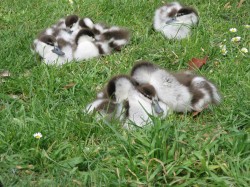 Snuggling Ducklings