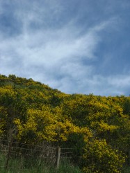 Yellow Flowers, Green Grass, Blue Sky