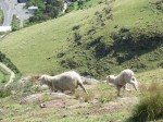 Sheep Leaving