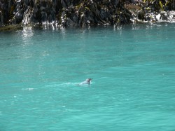 Penguin Swimming