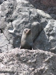 Prominent Seal