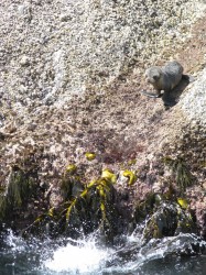 Baby Seal