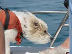 Dog in Wind