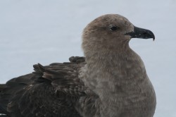 Skua Attack!