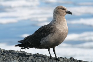 Another Skua